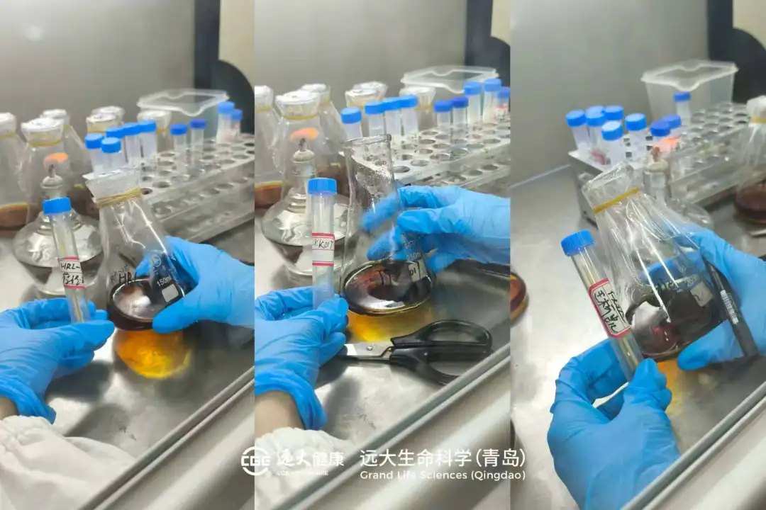 海洋菌株采集與分離